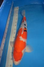 2 koi (sanke 60-goshiki 57), Dieren en Toebehoren, Vissen | Vijvervissen, Karper of Koi