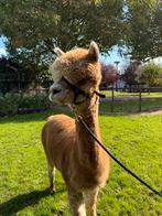 Drachtige Alpaca Merrie multicolor - Earl Grey dochter, Juni, Vrouwelijk