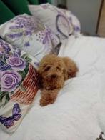 Toy poedel, Dieren en Toebehoren, Poedel, Rabiës (hondsdolheid), 8 tot 15 weken, Meerdere dieren