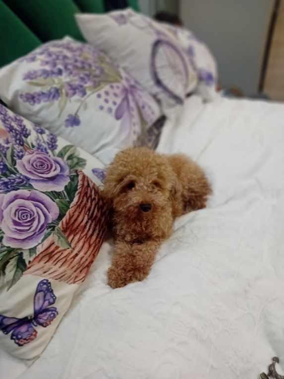 Toy poedel, Dieren en Toebehoren, Honden | Chihuahua's en Gezelschapshonden, Meerdere dieren, Poedel, Particulier, Eén hond, Nederland