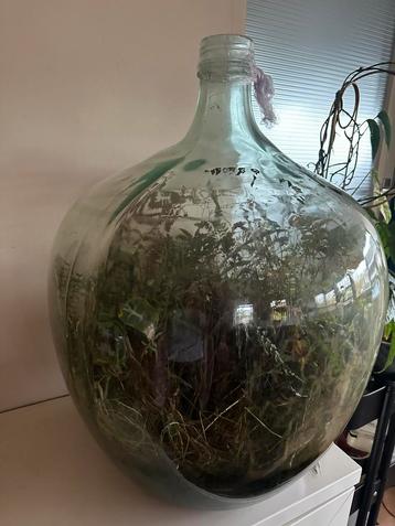 Terrarium beschikbaar voor biedingen