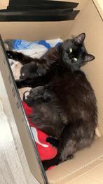 Kittens te koop!!, Meerdere dieren, Ontwormd, 0 tot 2 jaar