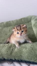 britse kort haar vrouwtje (poes), Dieren en Toebehoren, Poes