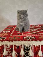 Te koop kitten british korthaar