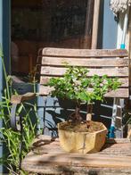 Pyracantha Bonsai in Betonnen Pot, Volle zon, Vaste plant, Lente, Ophalen