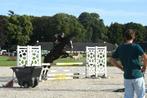 Met spoed gezocht: pensionstalling en weidegang in Heerde eo, Dieren en Toebehoren, Stalling en Weidegang, Weidegang, 2 of 3 paarden of pony's