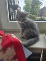 British Shorthair kittens te koop – 3 maanden oud, lief e, Kater