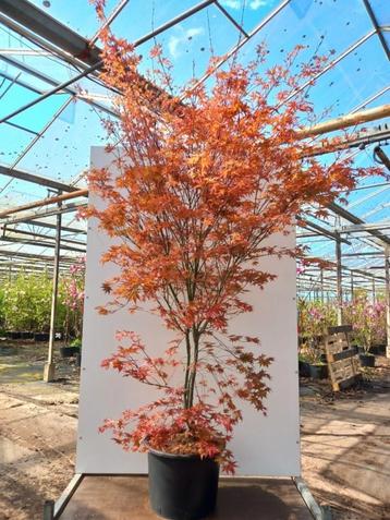 Japanse esdoorn Acer palmatum ‘Deshojo’🌿🍁 beschikbaar voor biedingen