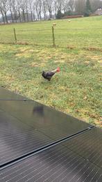 koekoek Marans haan, Mannelijk, Kip