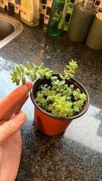 Sedum burrito plantje €3, Ophalen, Halfschaduw, Minder dan 100 cm