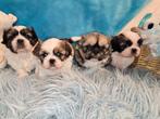Prachtige Shih Tzu pups, Rabiës (hondsdolheid), Overige rassen, 8 tot 15 weken, Meerdere