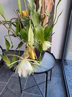 Koningin van de nacht, Ophalen of Verzenden, Halfschaduw, Minder dan 100 cm