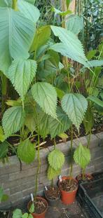 Boehmeria Sieboldiana sierbladplant, Overige soorten, Vaste plant, Ophalen of Verzenden, Volledige schaduw