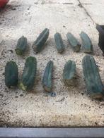 Cactus Tricocereus Bridgesii gewortelde stekken 12-17cm, Ophalen of Verzenden, Minder dan 100 cm, Bloeiende kamerplant, Volle zon