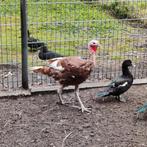 Kalkoenhaan., Dieren en Toebehoren, Mannelijk, Kalkoen