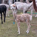 Alpaca hengstje appaloosa, Dieren en Toebehoren, September, Mannelijk