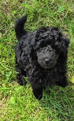 Mooie dwerg poedel pups, Dieren en Toebehoren, Honden | Chihuahua's en Gezelschapshonden, Poedel, 8 tot 15 weken, Teef, CDV (hondenziekte)