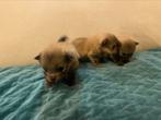 Pomeriaan pups, Overige rassen, 8 tot 15 weken, Meerdere, Meerdere dieren