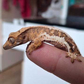 Supermooie tri-color lilly white wimpergekko/crested gecko beschikbaar voor biedingen