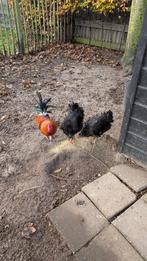 2 kippen en 1 haan, Dieren en Toebehoren, Pluimvee, Meerdere dieren, Kip