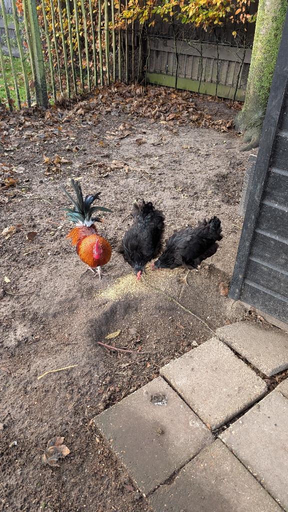 2 kippen en 1 haan, Dieren en Toebehoren, Pluimvee, Kip, Meerdere dieren