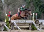 Eventing paard te koop, Merrie, Dressuurpaard, Ontwormd
