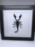 schorpioen Hemometrus, Verzamelen, Dierenverzamelingen, Ophalen, Nieuw, Overige soorten, Opgezet dier