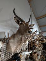 opgezet waterbok edelhert borst preparaat hert taxidermie, Verzenden, Zo goed als nieuw, Wild dier, Opgezet dier
