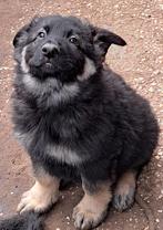 Duitse Herder puppies langstokhaar zw. en zw/roestbruine, Dieren en Toebehoren, Rabiës (hondsdolheid), 8 tot 15 weken, Meerdere