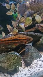 Leporinus sp strawberry, Dieren en Toebehoren, Vissen | Aquariumvissen, Vis, Zoetwatervis, Schoolvis