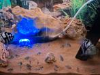 Zebra chicliden, Dieren en Toebehoren, Vissen | Aquariumvissen, Vis