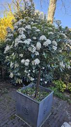 Viburnum Tinus op stam 2 stuks, Tuin en Terras, Planten | Bomen, Ophalen, Volle zon, Overige soorten
