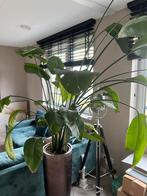 Mooie gezonde Strelitzia Nicolai | Paradijsvogelplant, Huis en Inrichting, Kamerplanten, Overige soorten, 150 tot 200 cm, Ophalen of Verzenden