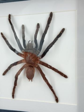Tarantula in lijst - Wildernis Atelier beschikbaar voor biedingen