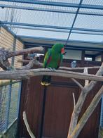 1,0 Edelpapagei, Dieren en Toebehoren, Vogels | Parkieten en Papegaaien, Mannelijk, Papegaai