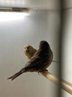 5x barmsijs cabaret, Meerdere dieren, Wildzangvogel, Geringd