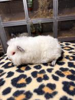 Ch teddy beertje wit roodoog, Dieren en Toebehoren, Knaagdieren, Cavia, Mannelijk, Tam, Oktober