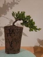 juniperus sonare in bonsaipot, Tuin en Terras, Ophalen of Verzenden