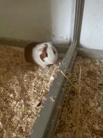 Cavia beer ter dekking, Mannelijk, Cavia, Na 1 juli 2024, Tam