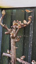 15 zebravinken, poppen en mannen, Meerdere dieren, Tropenvogel