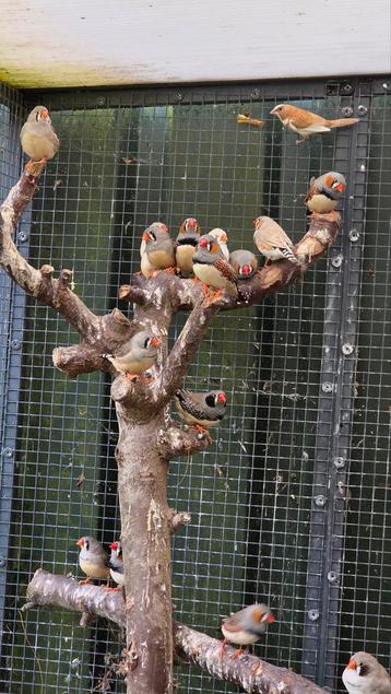 15 zebravinken, poppen en mannen beschikbaar voor biedingen