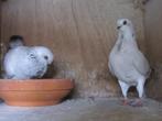 Italiaanse Meeuwen IJskleur, Dieren en Toebehoren, Vogels | Duiven, Meerdere dieren, Overige soorten