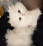 Perzische langhaar poes, Dieren en Toebehoren, Katten en Kittens | Overige Katten, Poes