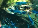 blue dream garnalen, Dieren en Toebehoren, Vissen | Aquariumvissen, Kreeft, Krab of Garnaal