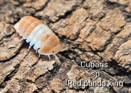 Cubaris sp 'Red panda king', Dieren en Toebehoren, Insecten en Spinnen, Overige soorten