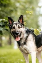 Vriendelijke reu zoekt huis., Dieren en Toebehoren, Honden | Niet-rashonden, Particulier, Rabiës (hondsdolheid), Reu, Buitenland