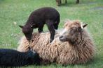 Ouessant schapen - 3 stamboek ooien te koop / dekram lenen., Dieren en Toebehoren, Schapen, Geiten en Varkens, Meerdere dieren