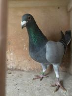 Roger engelen doffer, Dieren en Toebehoren, Vogels | Duiven, Mannelijk, Kropper