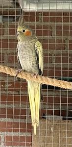 Mooi geparelde valkparkiet, pop, geringd, Dieren en Toebehoren, Vogels | Parkieten en Papegaaien, Vrouwelijk, Parkiet, Geringd