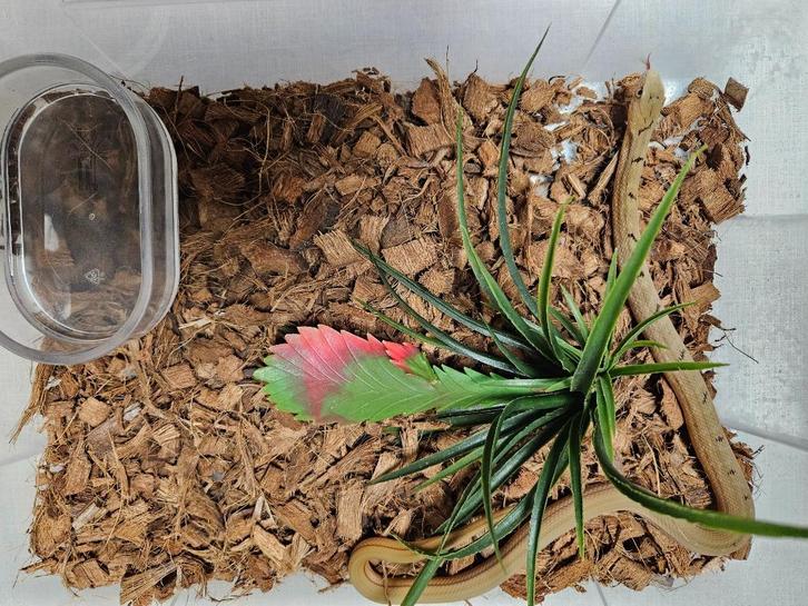 Elaphe Carinata Taiwanese stinkslang, Dieren en Toebehoren, Reptielen en Amfibieën, Slang, 0 tot 2 jaar